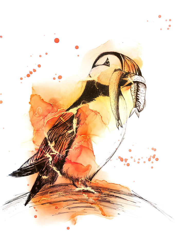 Puffin