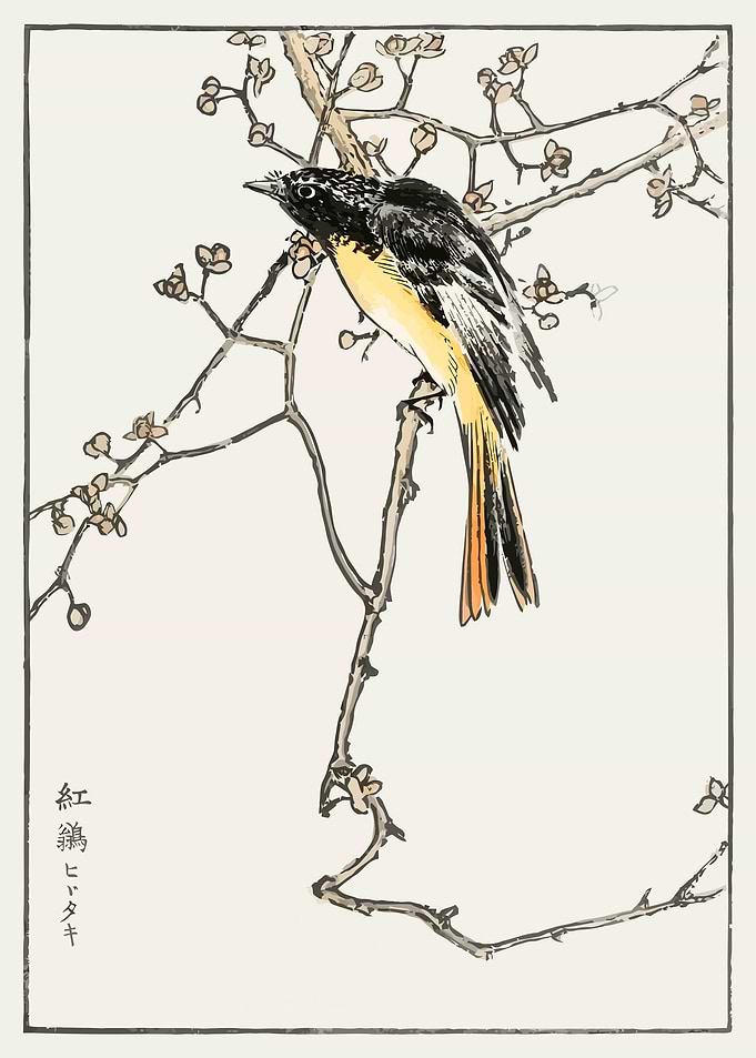 Siberian Blue Tail