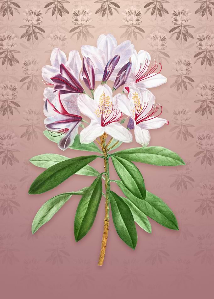 Common Rhododendron