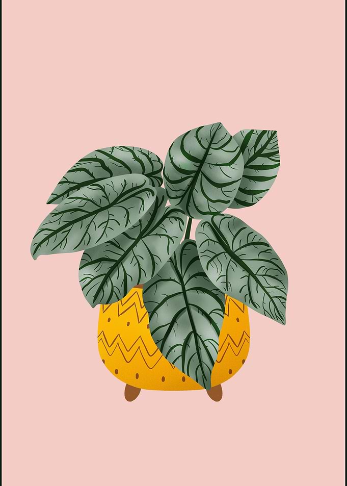 Alocasia Silver Dragon