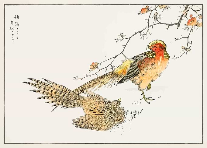 Golden Pheasant and Flower