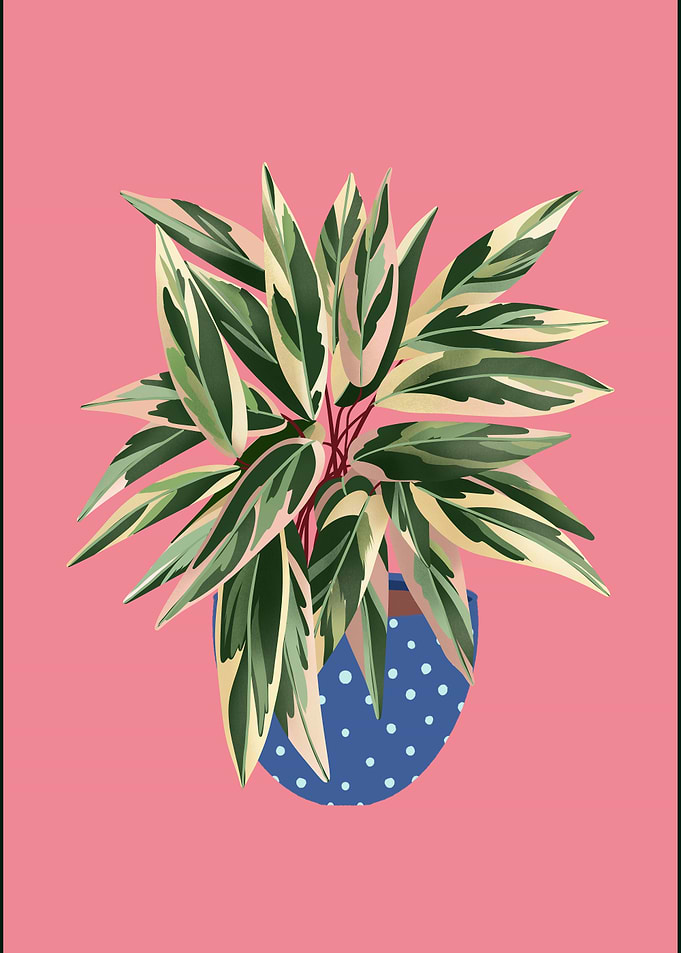 Calathea Triostar Plant
