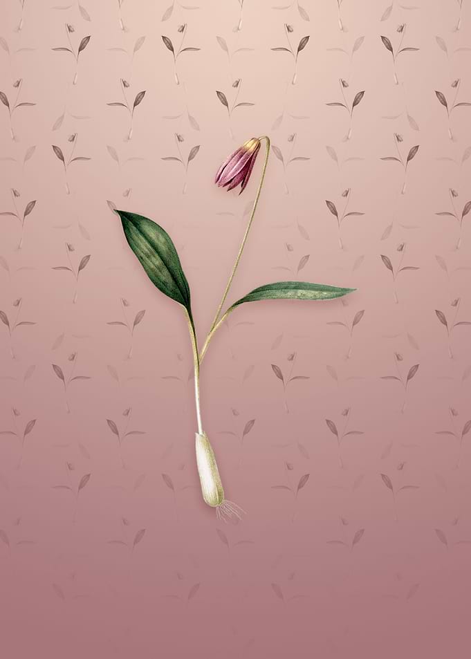 Vintage Erythronium
