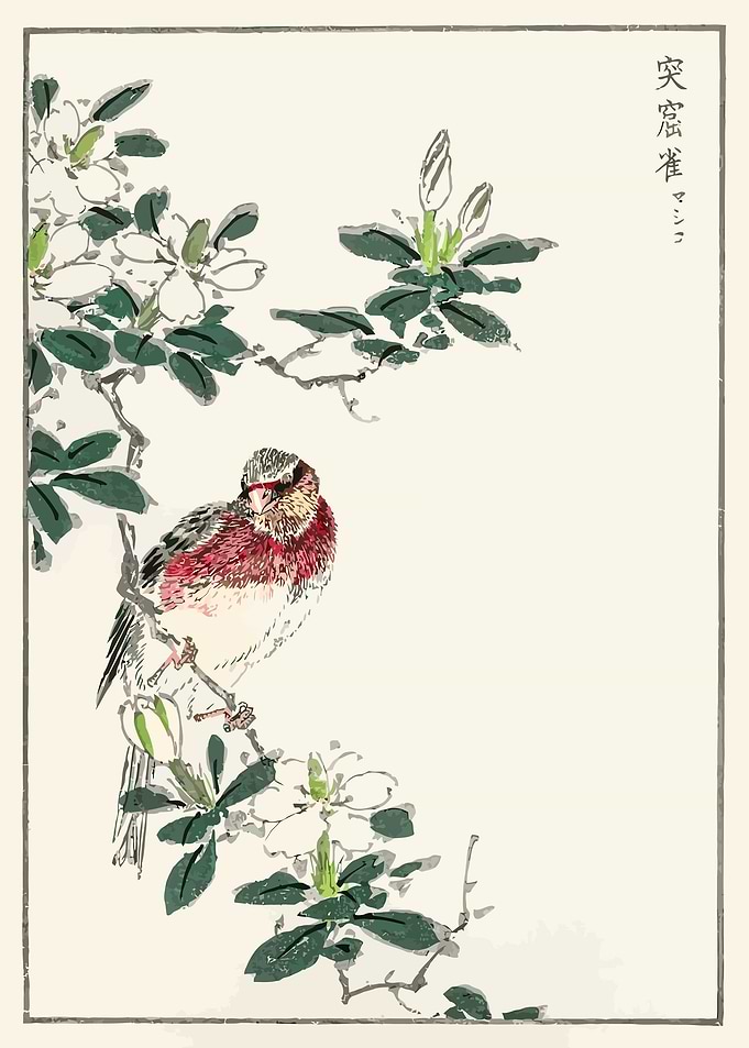 Long tailed Rosefinch