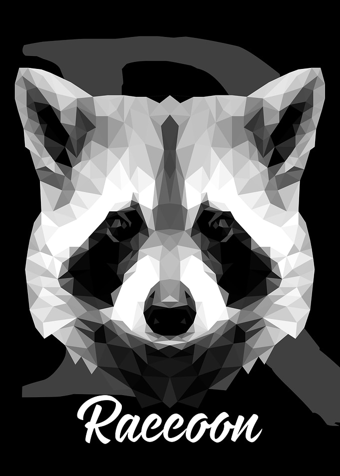 Raccoon