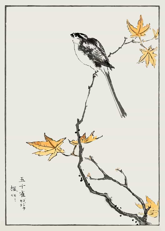 Long tailed Tit and Maple