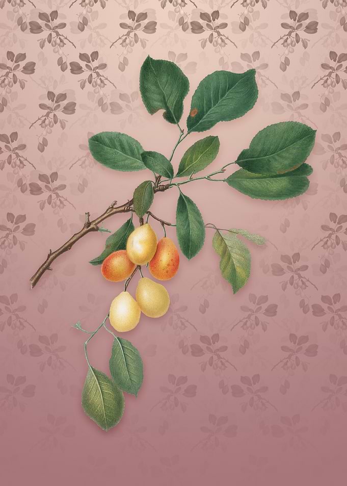 Cherry on Dusty Pink