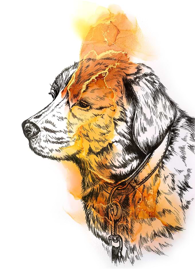 Labrador Retriever