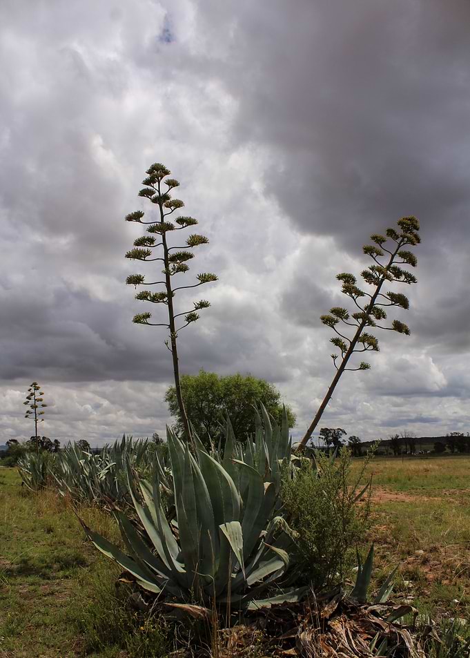 Landscape of Free State