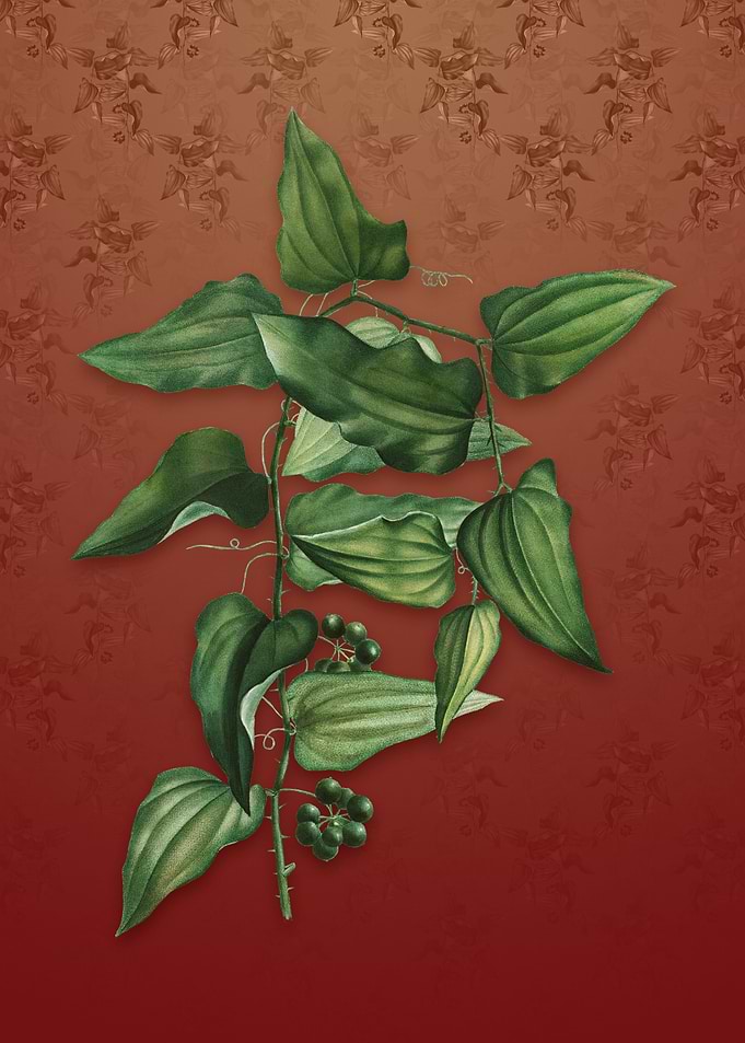 Vintage Common Smilax