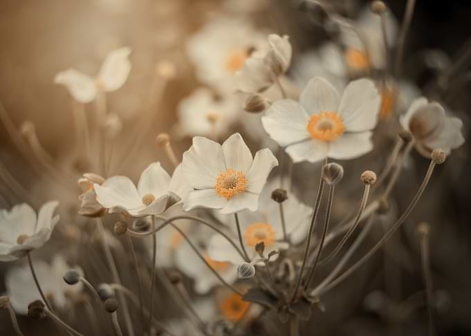 White anemone,macro flower