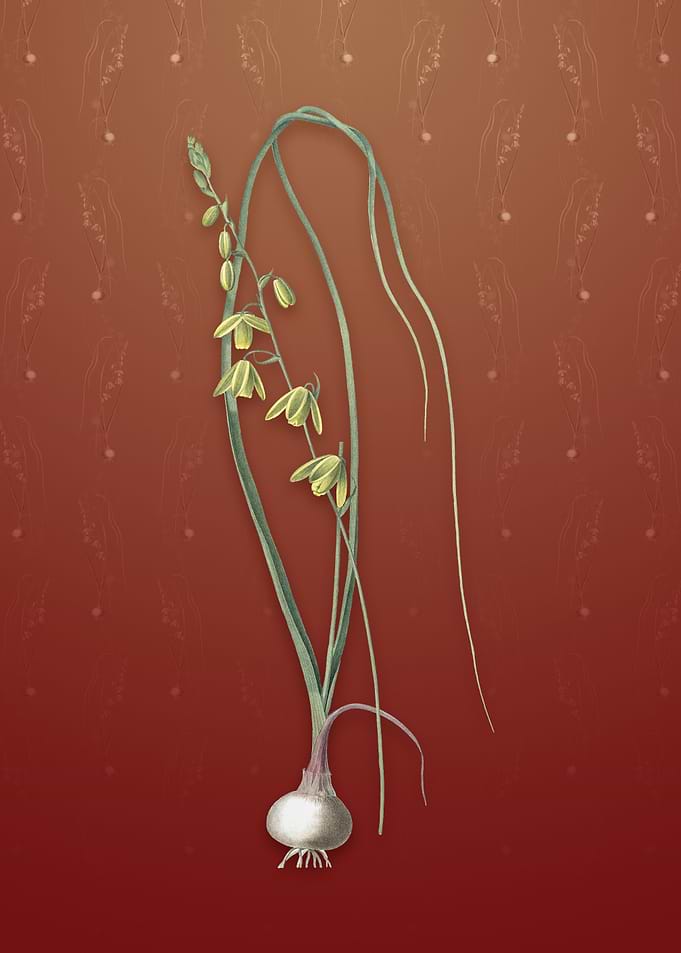 Vintage Albuca on Falu Red