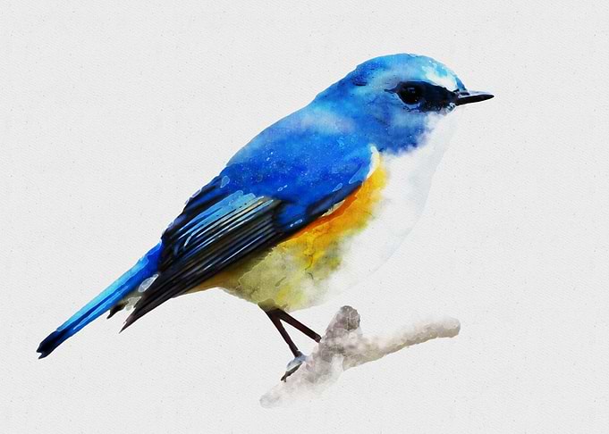 Watercolor bird painting