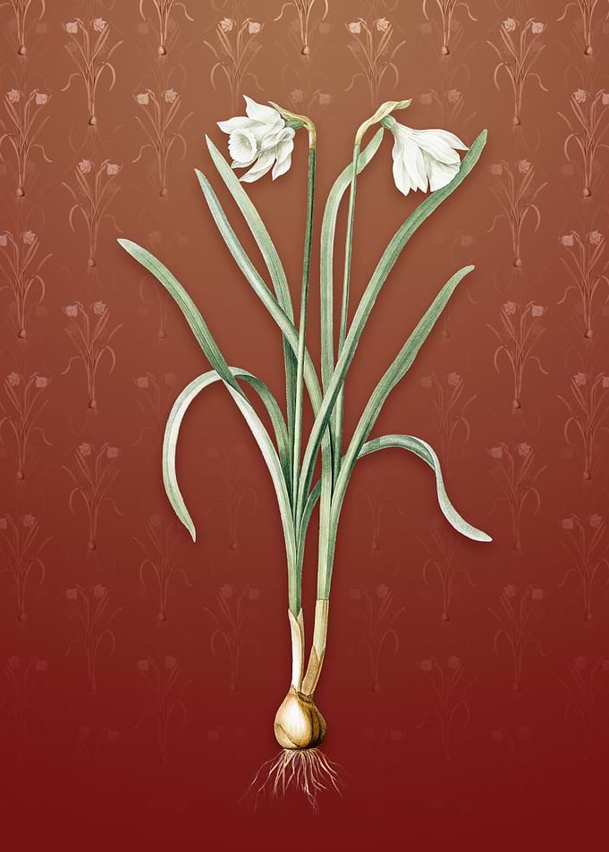 Narcissus Candidissimus