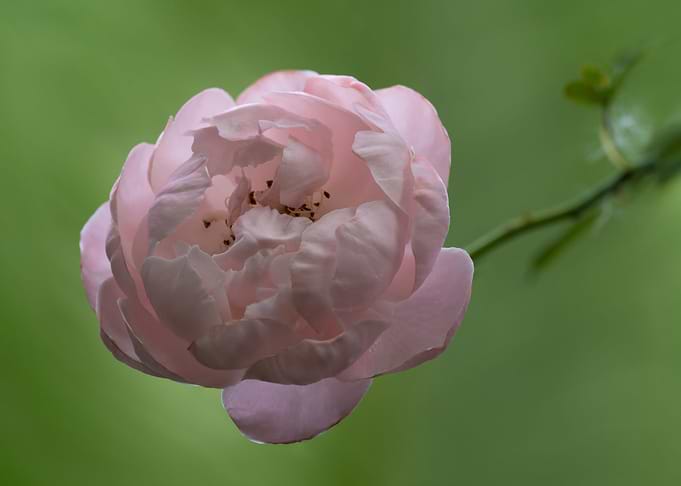 Delicate Plume rose