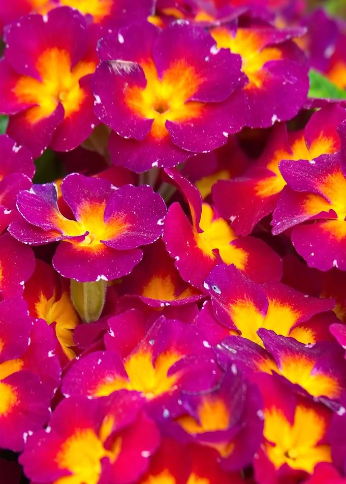pink blossoms