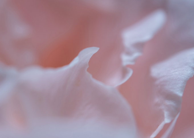 Delicate petals of rose