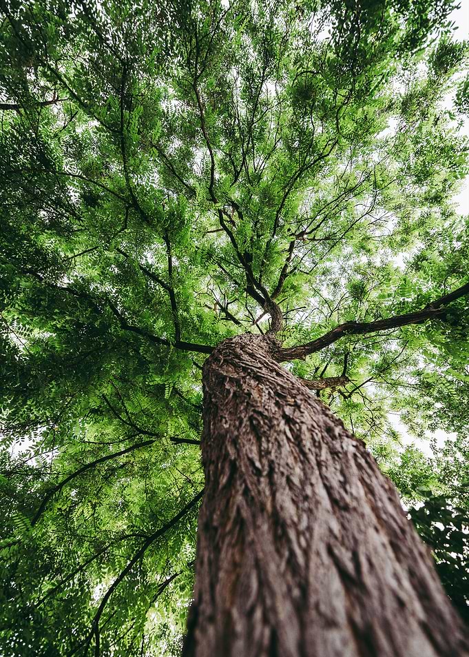 Branches