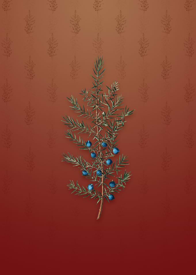 Vintage Common Juniper