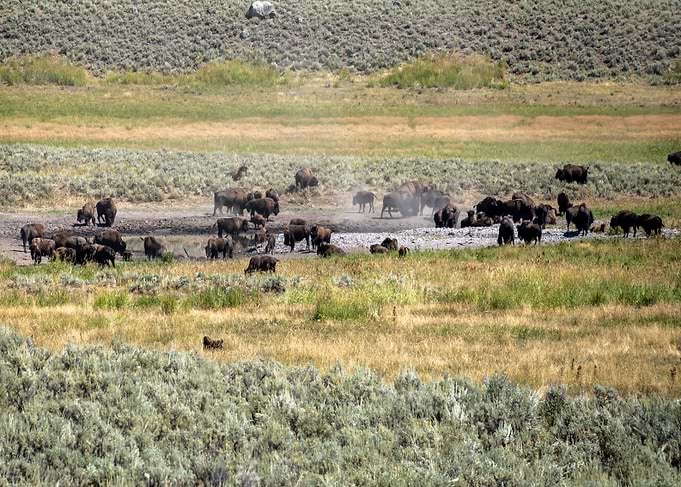 Watering Hole