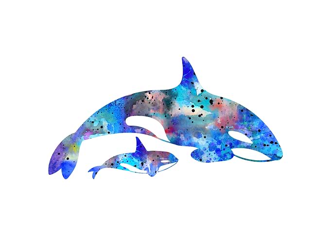 Orca and baby