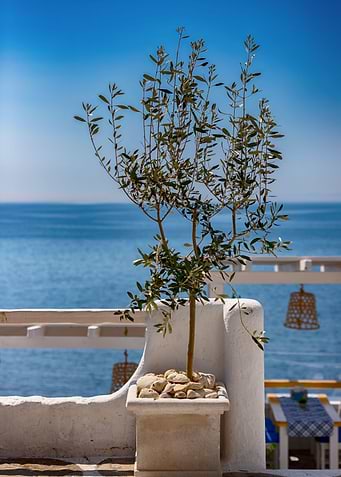 Olive tree,sea, restaurant