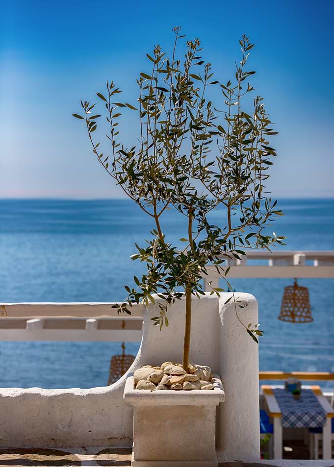 Olive tree,sea, restaurant
