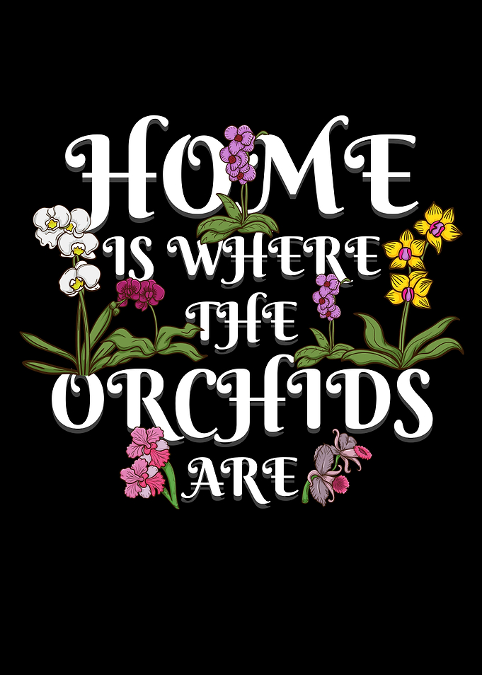 Orchid Flower Gift Florist