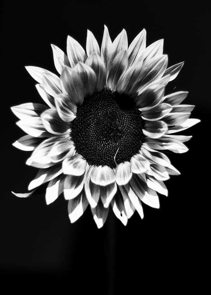 Sunflower Black and White