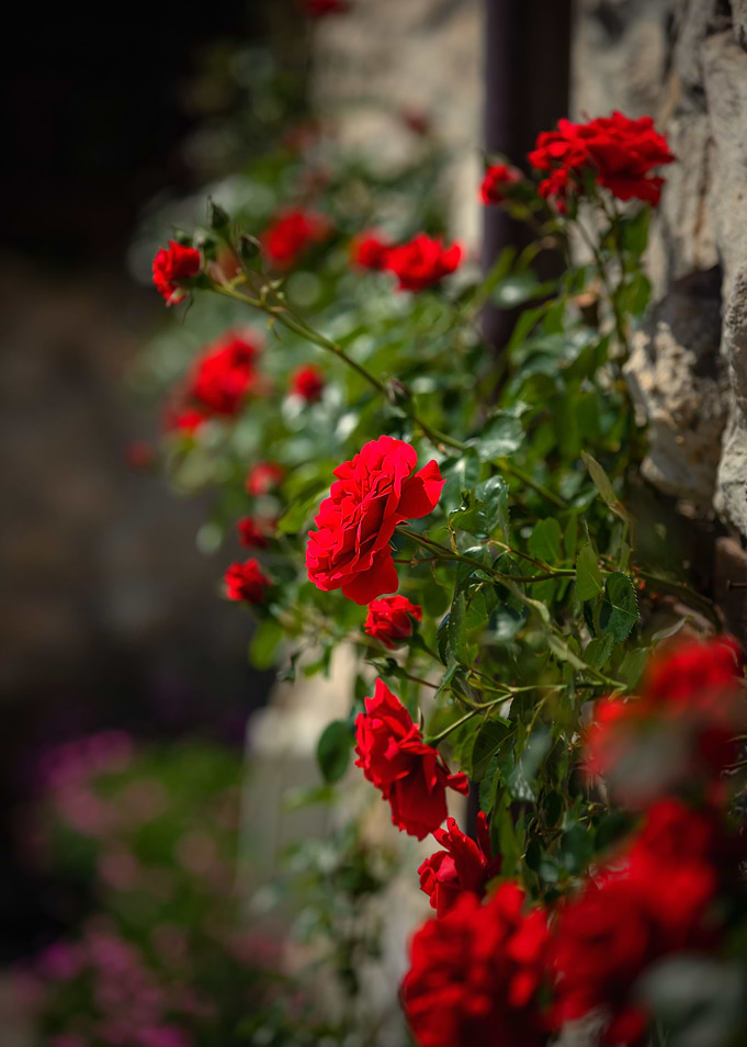 Red roses, street,Bulgaria