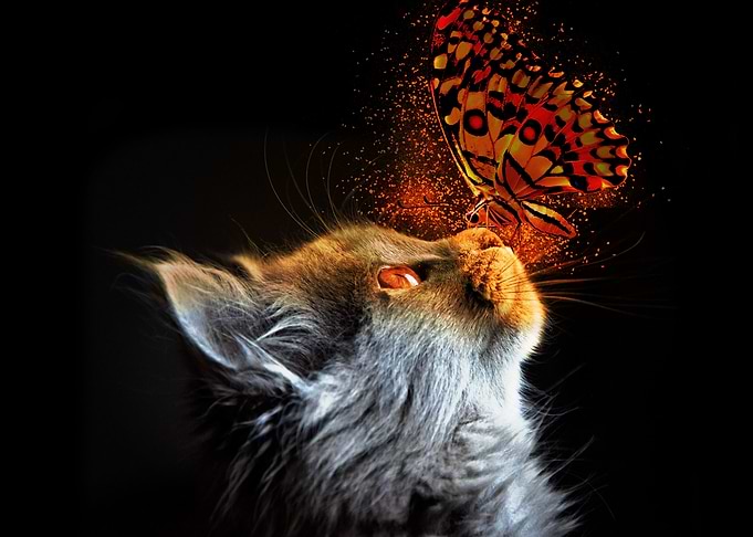 Cat and Butterfly