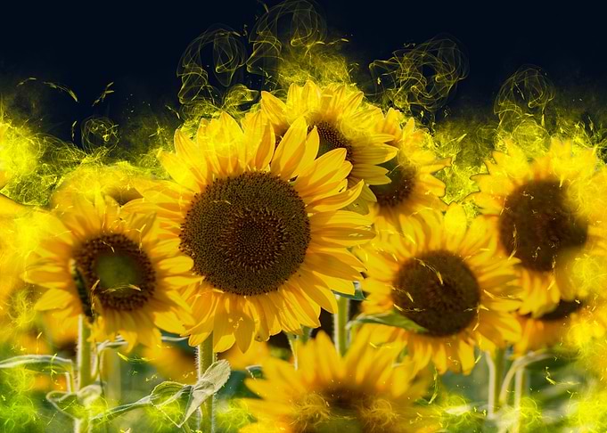 sunflower smoke
