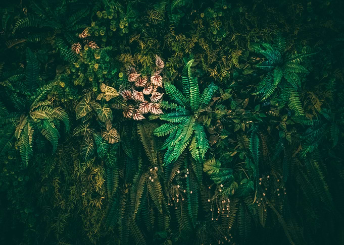 The Plant Wall