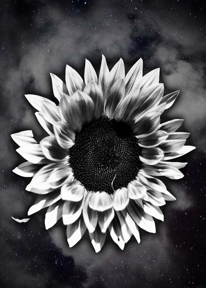 Sunflower Black ad White