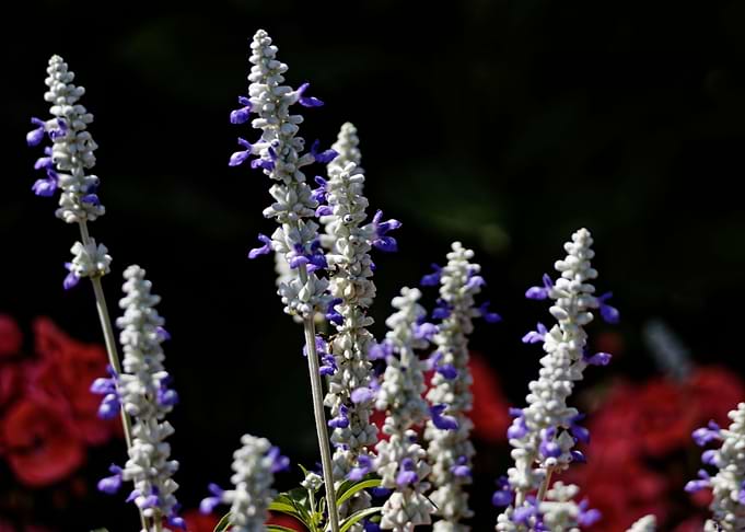 Salvia farinacea