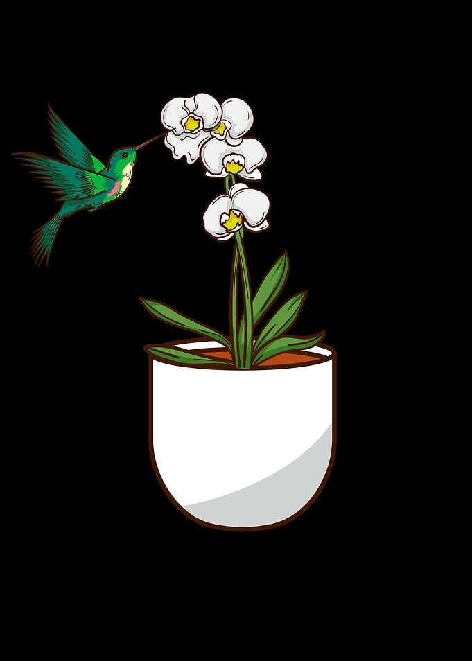 Hummingbird Orchid Flower