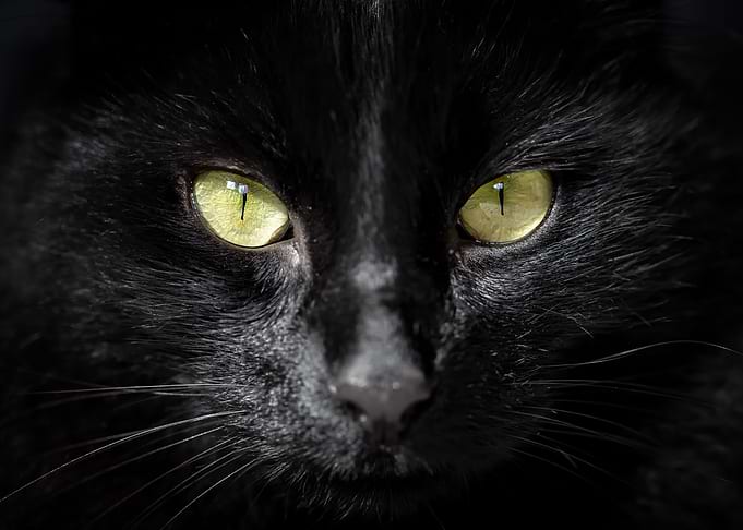 Green eyes of a black cat