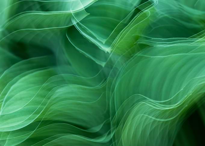 Abstract leaf