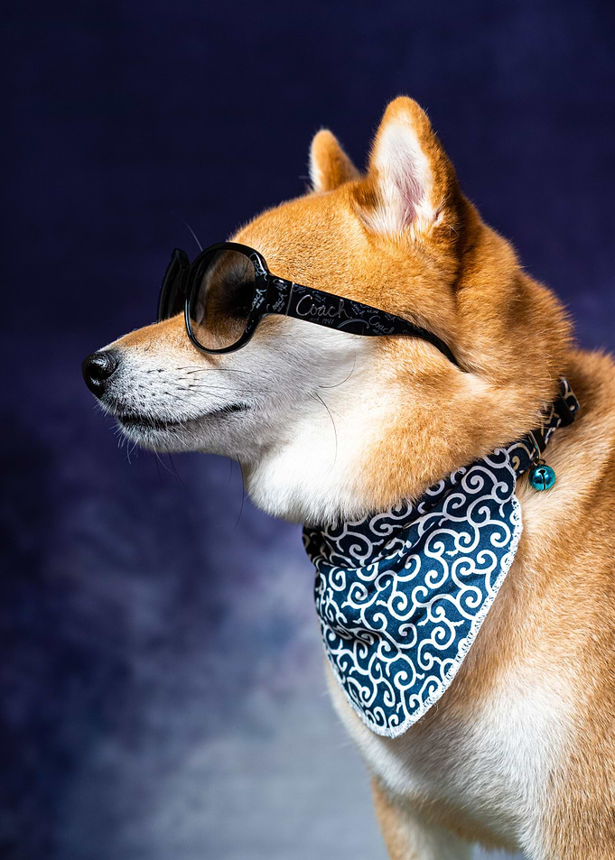 Fashion Shiba Inu Dog