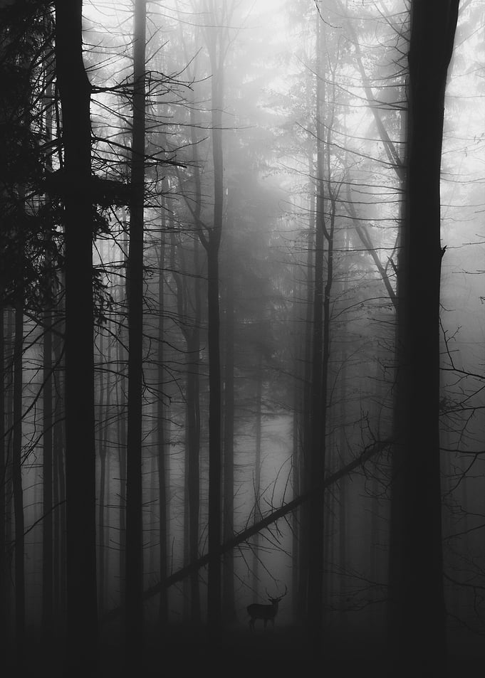 Dark Forest
