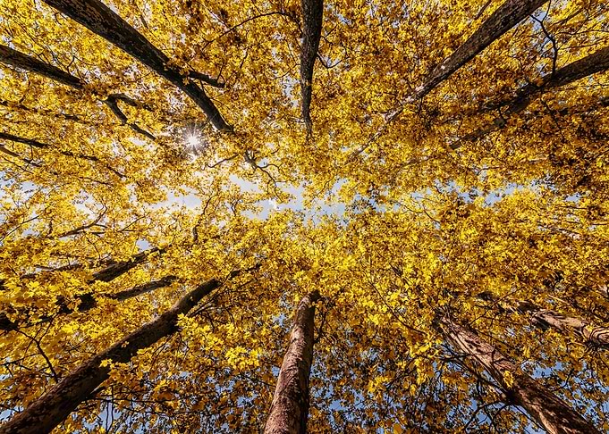 Autumn Light