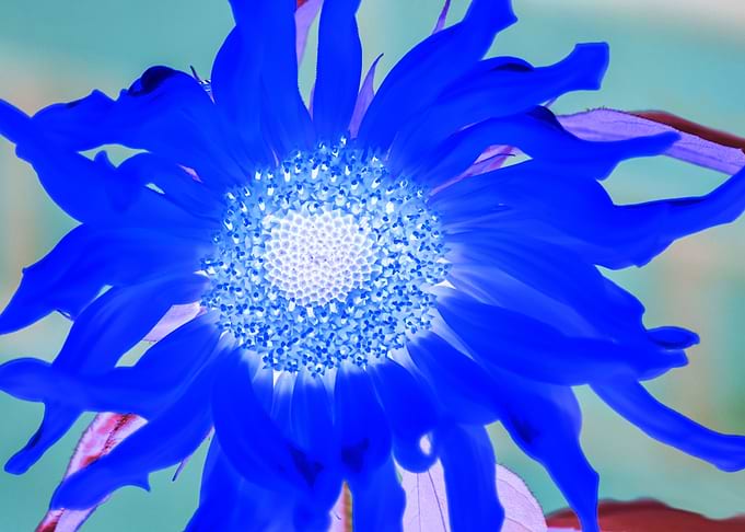 Blue Sunflower Painting