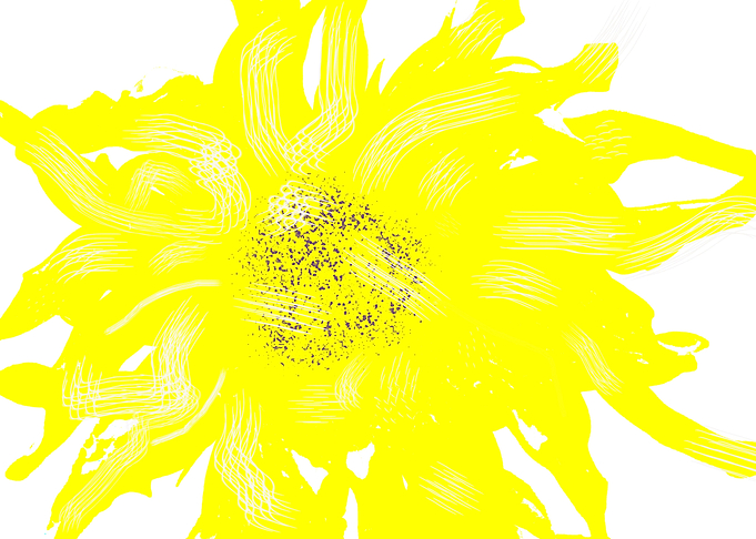 Sunflower with seeds Pict