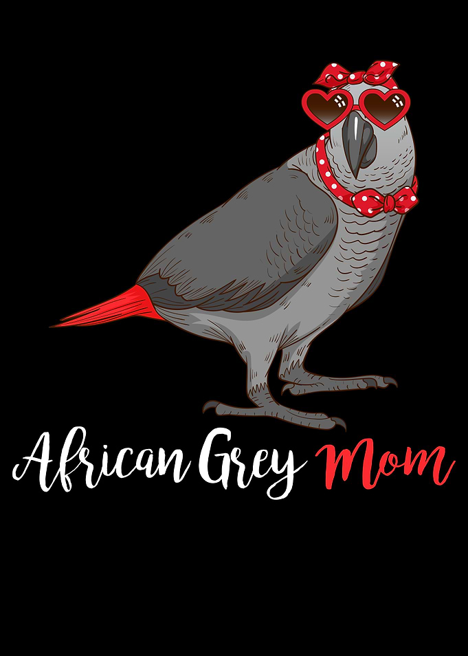 African Grey Bird Parrot