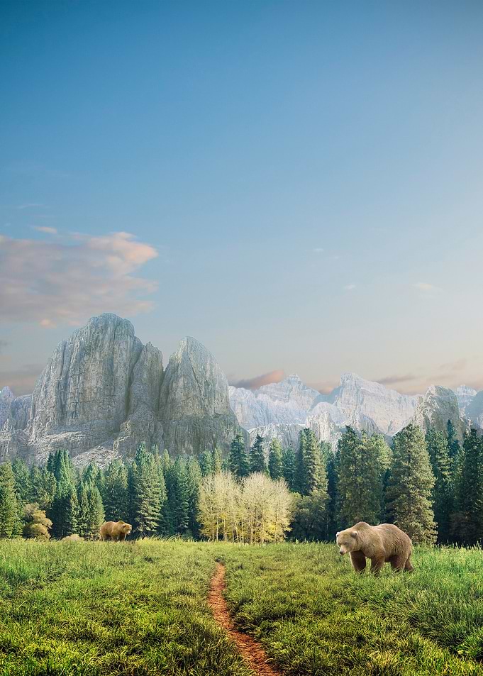 Bear Fields