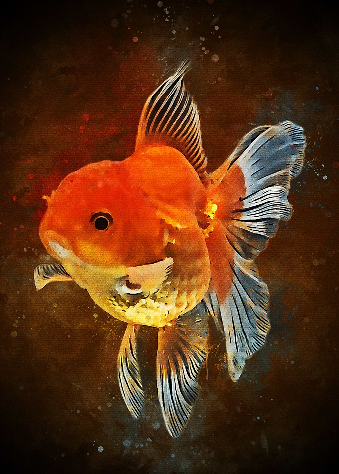 Koi Fish Yin Yang