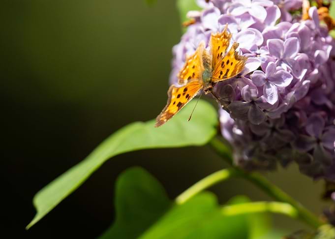 Chillin on the Lilac