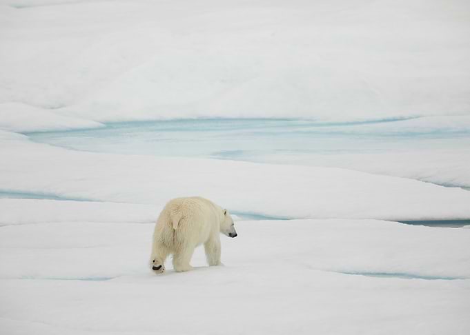 Adult polar bear