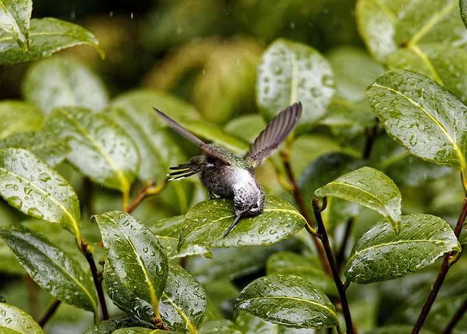 Hummingbird Leaf wash