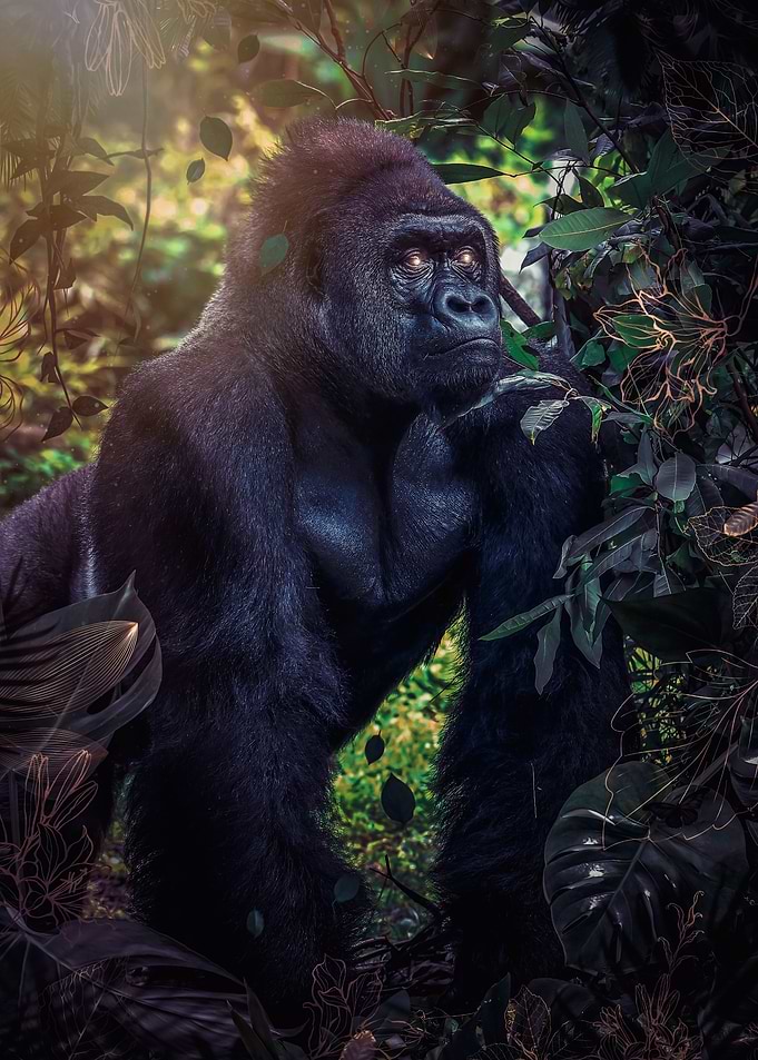 Silverback gorilla jungle